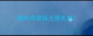 猫咪得肾病大便失禁