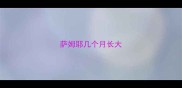 萨姆耶几个月长大