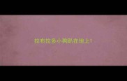 拉布拉多小狗趴在地上