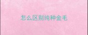 怎么区别纯种金毛
