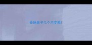 泰迪鼻子几个月变黑