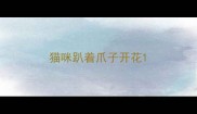 猫咪趴着爪子开花