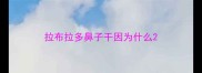 拉布拉多鼻子干因为什么