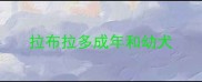 拉布拉多成年和幼犬