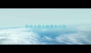 养哈士奇大概要多少钱