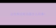 边牧狗流眼泪是怎么回事