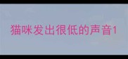 猫咪发出很低的声音