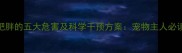 边牧肥胖的五大危害及科学干预方案宠物主人必读指南