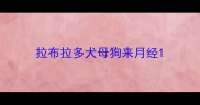 拉布拉多犬母狗来月经
