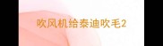 吹风机给泰迪吹毛