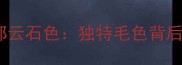 边境牧羊犬黑白色局部云石色独特毛色背后的养护与美容全攻略