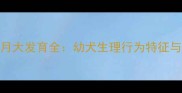 边境牧羊犬4个月大发育全幼犬生理行为特征与科学养护指南