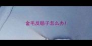 金毛反肠子怎么办