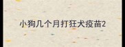 小狗几个月打狂犬疫苗
