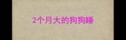2个月大的狗狗睡
