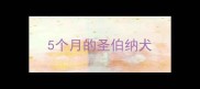 5个月的圣伯纳犬