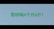 雪纳瑞4个月6斤