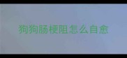 狗狗肠梗阻怎么自愈