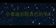 小泰迪总咬自己的毛