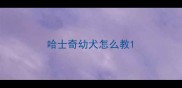 哈士奇幼犬怎么教