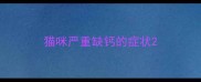 猫咪严重缺钙的症状