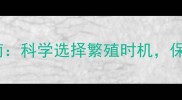 金毛犬最佳交配时间指南科学选择繁殖时机保障母犬健康与幼犬品质
