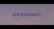 成年母边牧拉肚子