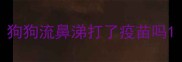 狗狗流鼻涕打了疫苗吗