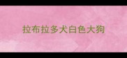 拉布拉多犬白色大狗