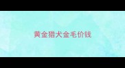 黄金猎犬金毛价钱