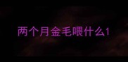 两个月金毛喂什么
