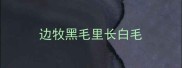 边牧黑毛里长白毛
