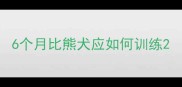 6个月比熊犬应如何训练