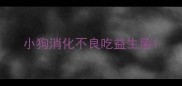 小狗消化不良吃益生菌
