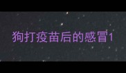 狗打疫苗后的感冒