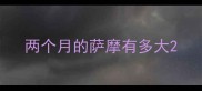两个月的萨摩有多大