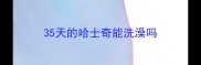 35天的哈士奇能洗澡吗