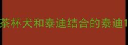 茶杯犬和泰迪结合的泰迪