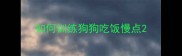 如何训练狗狗吃饭慢点