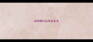 如何辨认拉布拉多犬