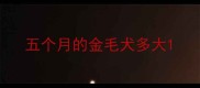 五个月的金毛犬多大