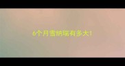 6个月雪纳瑞有多大