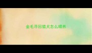 金毛寻回猎犬怎么喂养