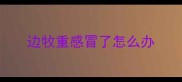 边牧重感冒了怎么办