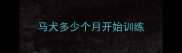 马犬多少个月开始训练