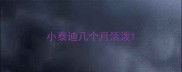 小泰迪几个月活泼