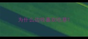 为什么边牧喜欢吃草