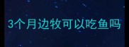 3个月边牧可以吃鱼吗