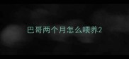 巴哥两个月怎么喂养