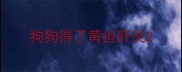 狗狗得了黄疸肝炎